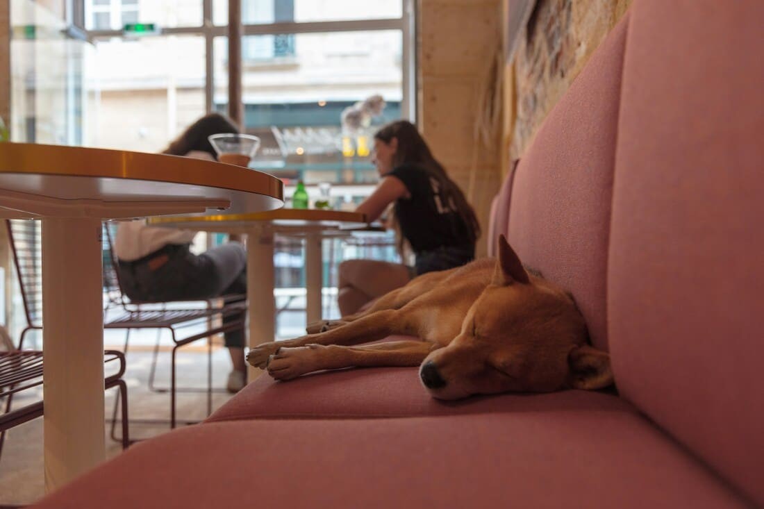 Korea Allows Pets in Restaurants for First Time