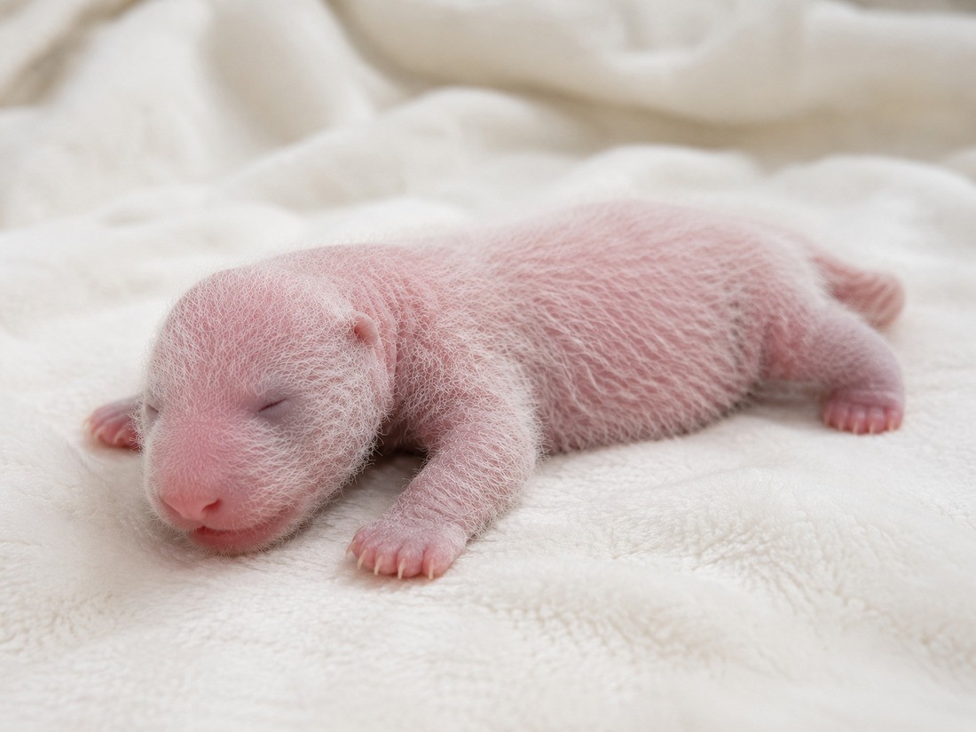 Ai Bao and Le Bao Become Parents Once Again