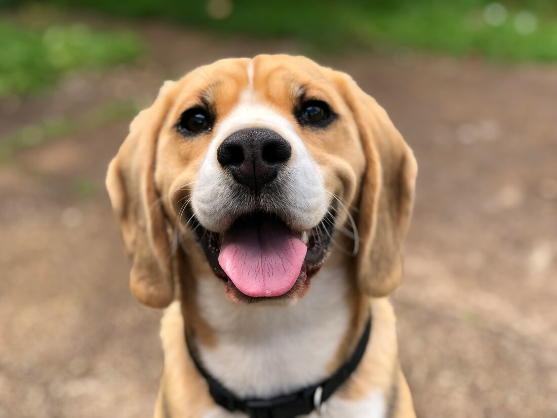 Can Dogs Understand Our Feelings?