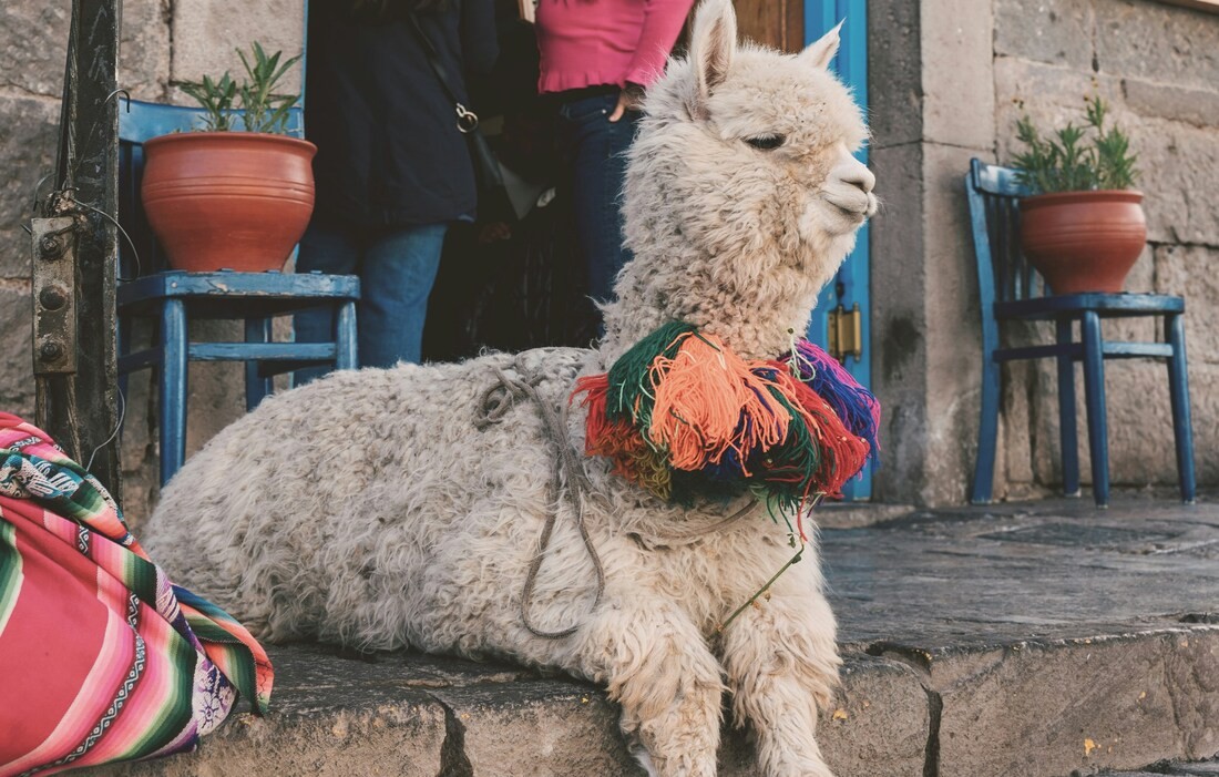 A Special Alpaca Cafe in Serbia