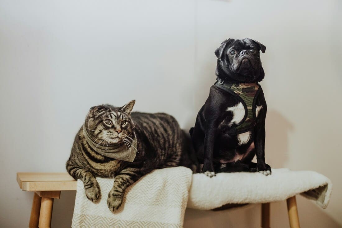 Why Cats Are Winning Hearts in East Asia