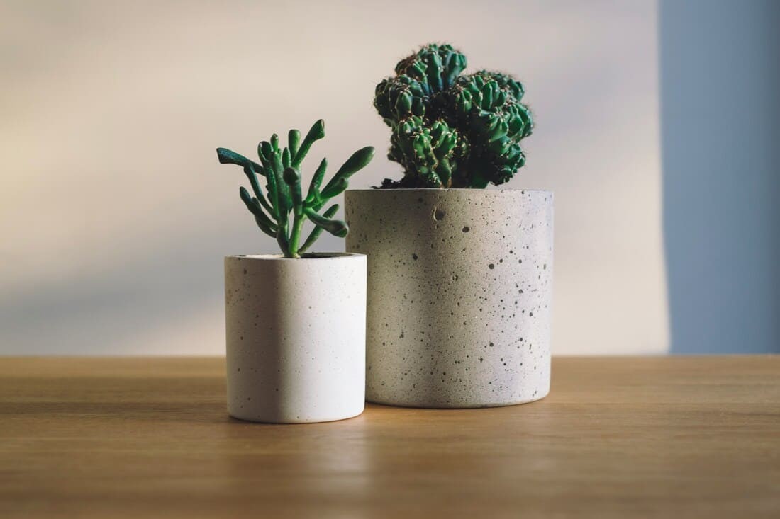Plant Parent: Can You Bond with Them Like Pets?