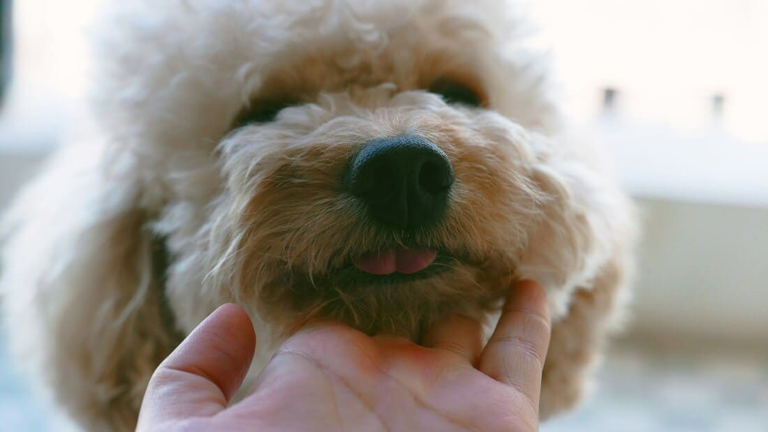 Why Do Dogs Have Wet Noses?
