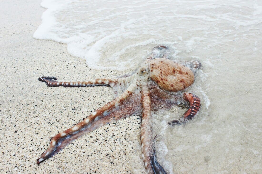 An Octopus Has Three Hearts?