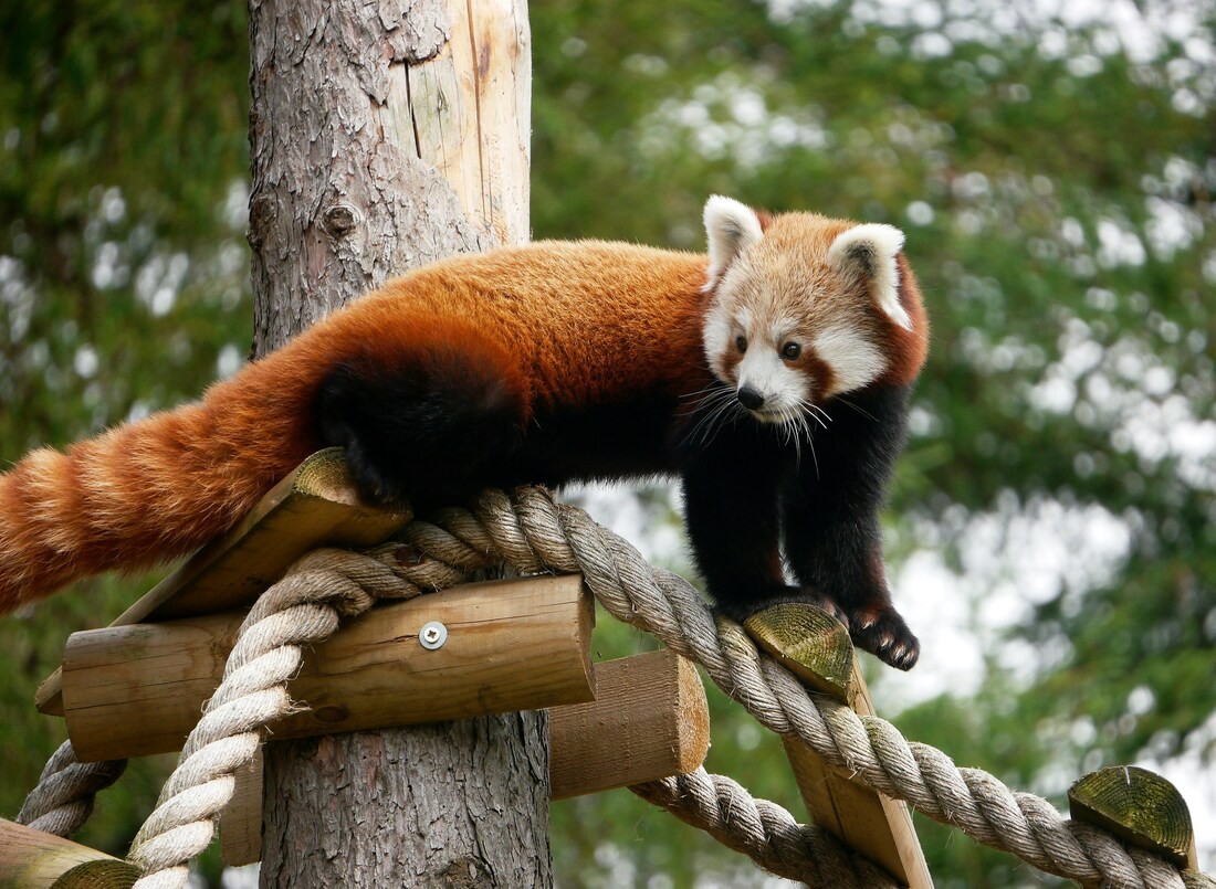 Is a Red Panda Really a Panda?