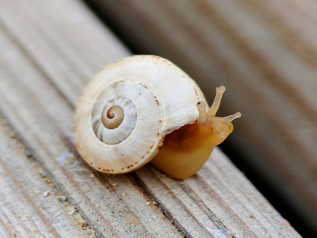 Are Snails Born with Their Shells?