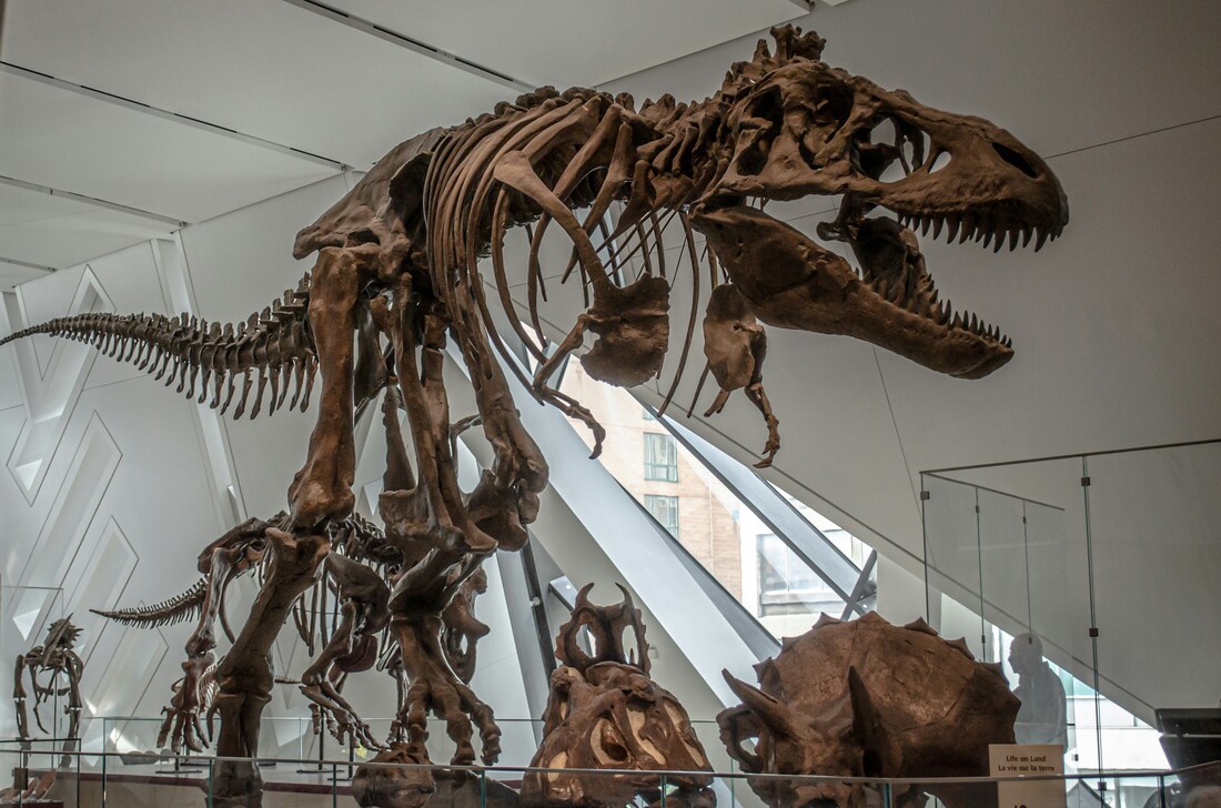 Koreanosaurus: A Dinosaur Found in Korea