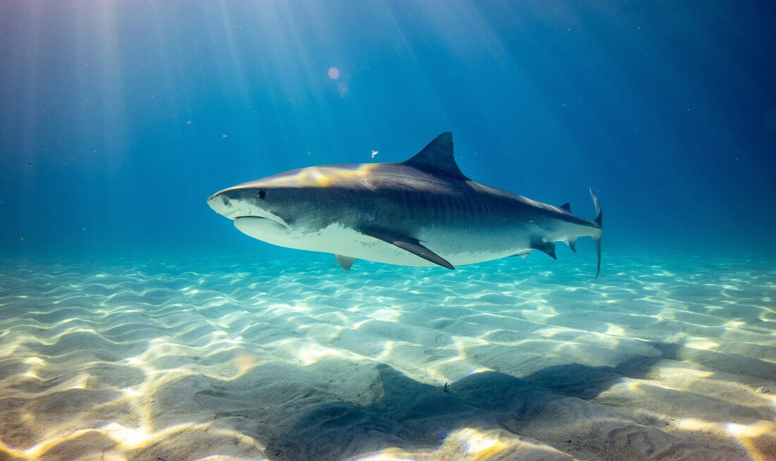 Meet Bukangi, the Shark Star