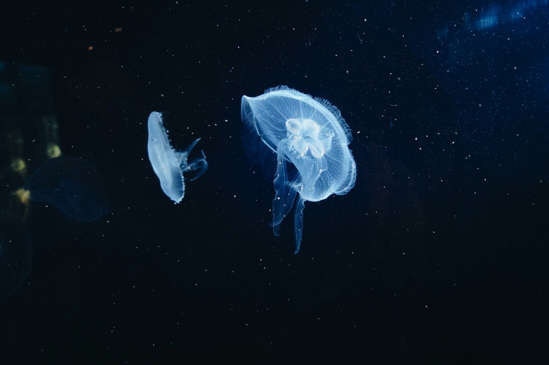 Space Jellyfish in the Sky