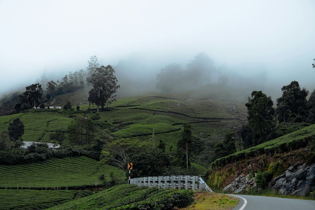 Green Views Outside Your Door May Protect Your Brain